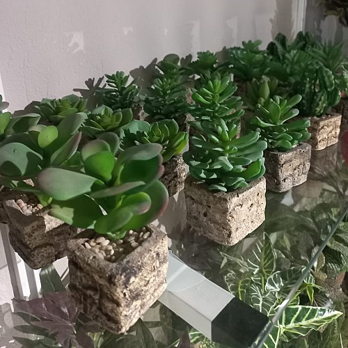 Cactus 🌵 artificielle